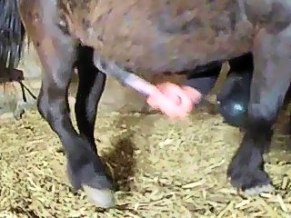 Horse dick in pussy